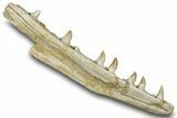 Mosasaur (Prognathodon) Jaw with Seven Teeth - Morocco #276003-1